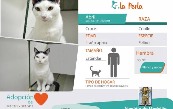 Abril está en adopción en La Perla. FOTO CORTESÍA 