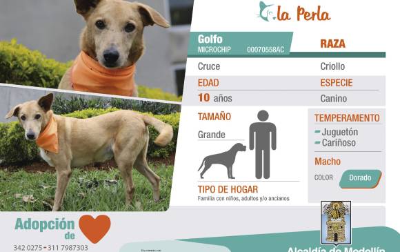 Golfo está en adopción en La Perla. FOTO CORTESÍA 