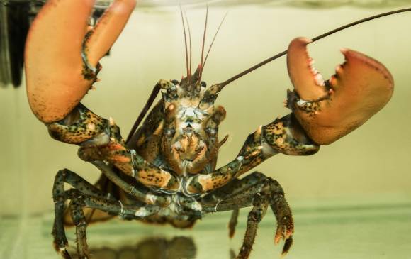 Detrás del Acuario de Explora, otro acuario