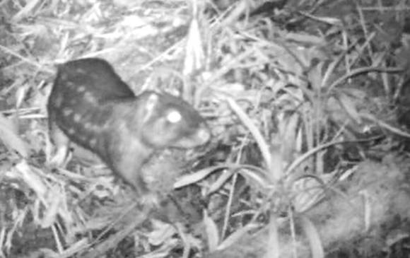 La guagua de montaña, especie que está desapareciendo. FOTO aburranatural.org La guagua de montaña, especie que está desapareciendo. FOTO aburranatural.org