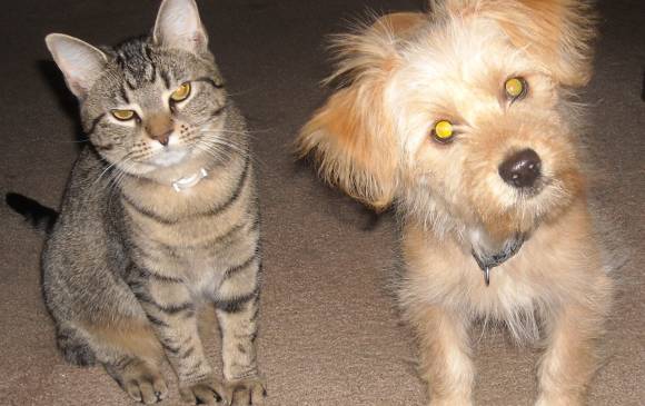 Los perros son más inteligentes que los gatos Los perros son más inteligentes que los gatos