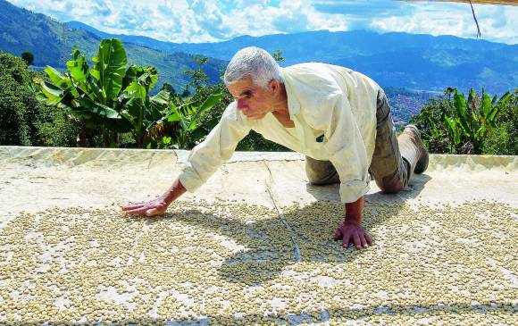 Pedro Quintero distribuye el café en la marquesina para secarlo. FOTO Donaldo Zuluaga Pedro Quintero distribuye el café en la marquesina para secarlo. FOTO Donaldo Zuluaga