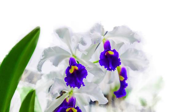 A ver la orquídea antioqueña