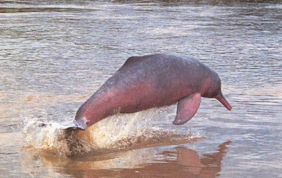 Declaran humedal protegido los Lagos de Tarapoto casa del Delfín Rosado en el Amazonas. Foto: Archivo Colprensa