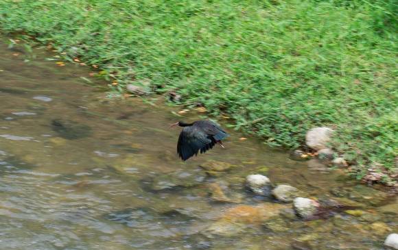 El corredor biológico es hábitat de aves como el ibis negro o coquito. Fotos CORTESÍA COLECTIVO TÚNEL VERDE