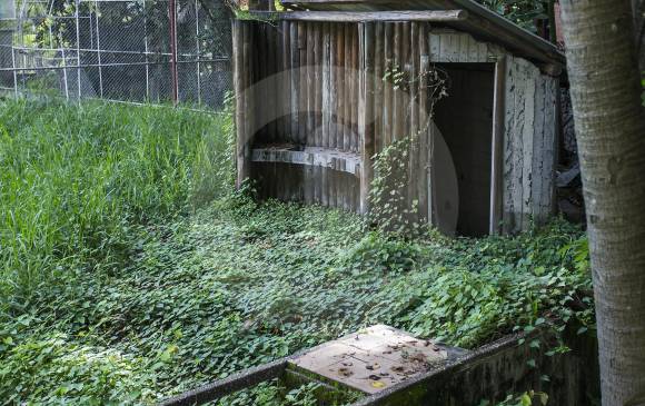 La maleza se ha apoderado de las canchas y de la piscina con las que contaba el edificio Mónaco.