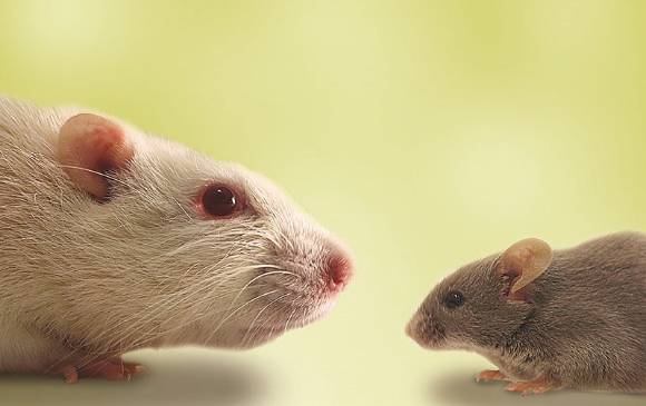 Las ratas ayudan a otras movidas por una especie de sentimiento de empatía, lo que sugiere un comportamiento prosocial. Un animal muy interesante para las neurociencias. FOTO John Wood/EMBL