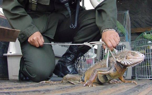 En el cumplimiento de las normas de la ordenanza, la Policía de Fauna será la gran aliada para la defensa de los animales, en especial en el control del tráfico de especies silvestres. FOTO cortesía