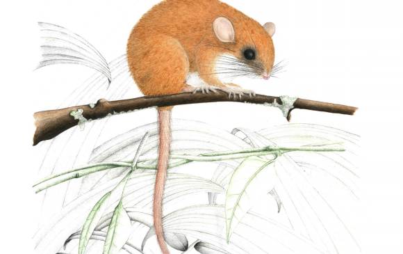 Así hallaron las 14 especies nuevas en Anorí
