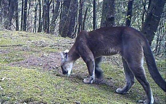 A ocho kilómetros de la ciudad se han encontrado pumas. FOTO aburranatural.org A ocho kilómetros de la ciudad se han encontrado pumas. FOTO aburranatural.org