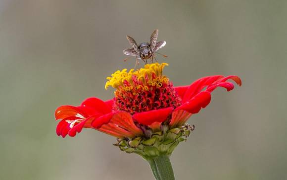 Las abejas tienen un sistema visual más afinado hacia el espectro azul. FOTO juan antonio sánchez