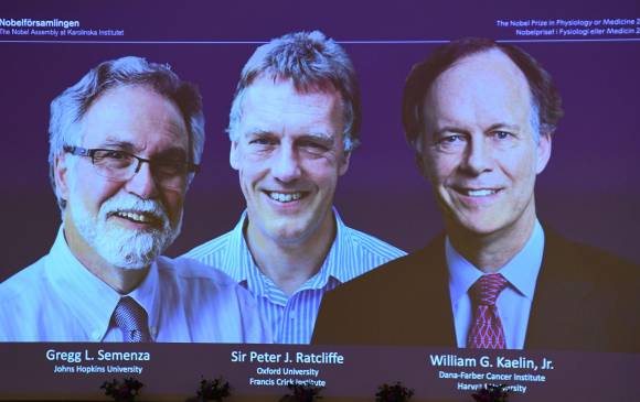 Los estudios que ganaron el premio Nobel de Medicina Los estudios que ganaron el premio Nobel de Medicina