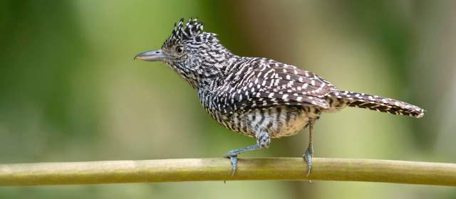AVES DEL VALLE DE ABURRA DOWNLOAD AVES DEL VALLE DE ABURRA DOWNLOAD
