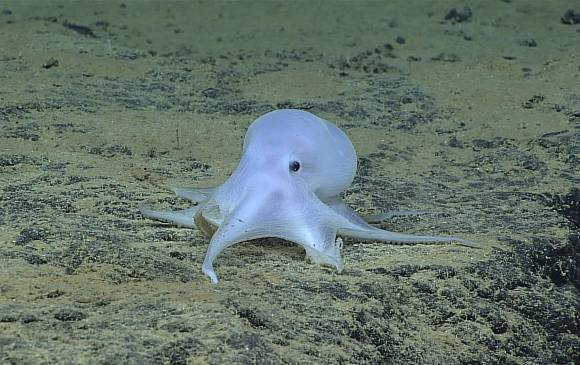 El pulpo fue descubierto durante una operación de reconocimiento del suelo marino. FOTO Cortesía de la Administración Nacional Oceánica y Atmosférica (NOAA)