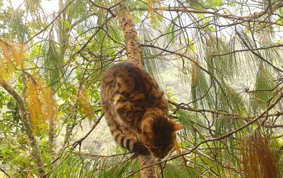 El gato feral y las aves cacique candela y oropéndola, detectados en La Romera. FOTos Cortesía