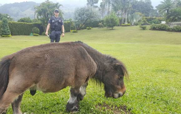 Según la Fiscalía, en Envigado se encontró un poni. Foto Cortesía Según la Fiscalía, en Envigado se encontró un poni. Foto Cortesía