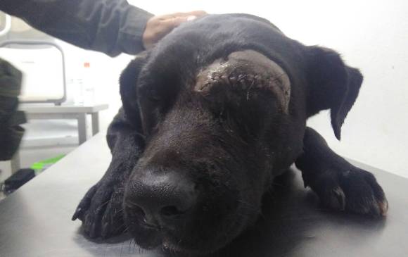 Negro fue operado en una clínica veterinaria del oriente antioqueño. Sin embargo, fue imposible salvar su ojo. FOTO CORTESÍA Negro fue operado en una clínica veterinaria del oriente antioqueño. Sin embargo, fue imposible salvar su ojo. FOTO CORTESÍA