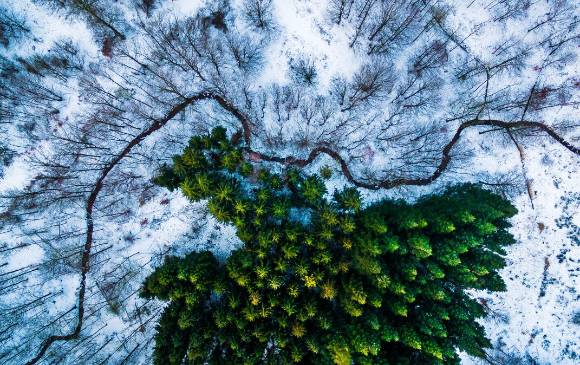 Fotografía tomada en el bosque Kalbyris de Dinamarca que ocupó el primer lugar. FOTO Cortesía Michael Bernholdt y Dronestagram. Fotografía tomada en el bosque Kalbyris de Dinamarca que ocupó el primer lugar. FOTO Cortesía Michael Bernholdt y Dronestagram.