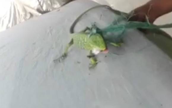 Indignación por caso de iguana que fue obligada a fumar marihuana