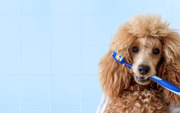 A los perro también se les lava los dientes. Lea cómo más abajo. FOTO Sstock A los perro también se les lava los dientes. Lea cómo más abajo. FOTO Sstock
