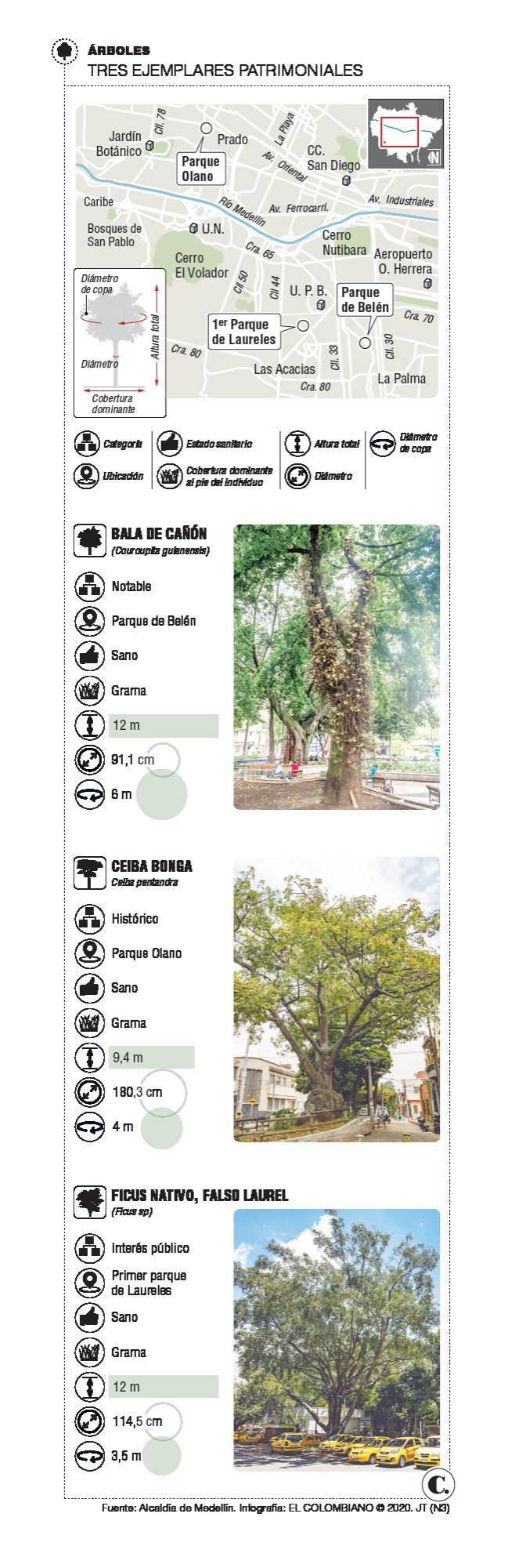 Qué dirían los árboles de Medellín si hablaran Qué dirían los árboles de Medellín si hablaran