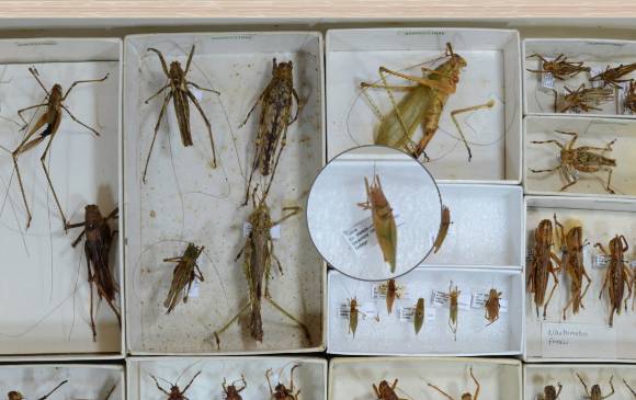 Museo de insectos está al alcance de un clic