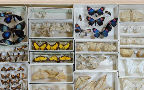 Museo de insectos está al alcance de un clic