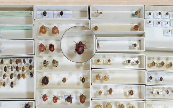 Museo de insectos está al alcance de un clic