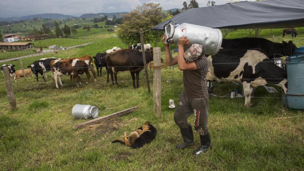 Luis Taborda, en una finca de San Pedro de los Milagros, carga una caneca que puede contener hasta 40 litros de leche. Foto: Edwin Bustamante