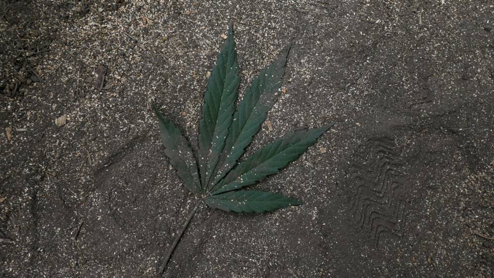 Hoja de marihuana. FOTO: SANTIAGO MESA.