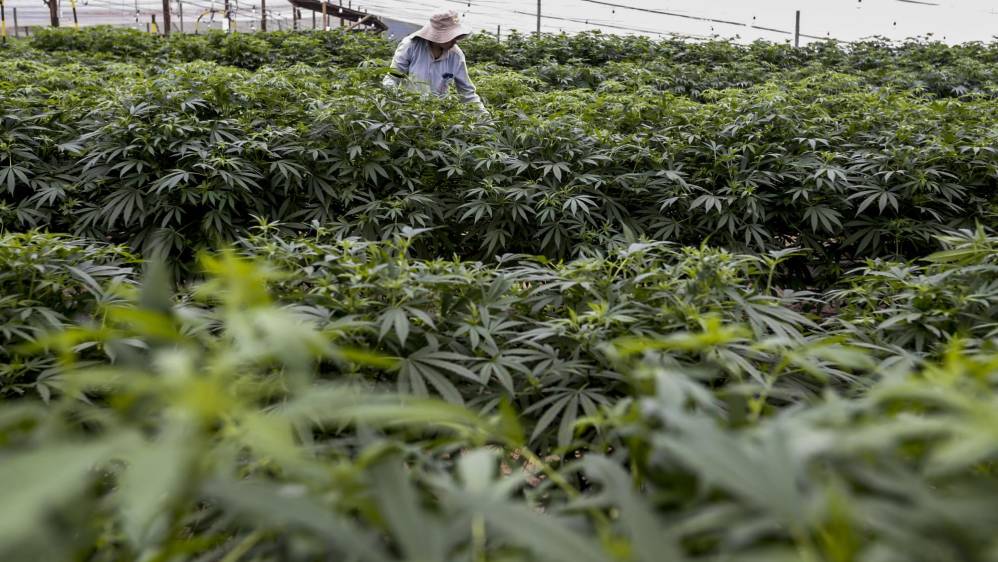 Colombia es uno de los lugares más competitivo y más amigable con el medio ambiente en el mundo para la producción de grandes volúmenes de productos de cannabis completamente naturales. FOTO: SANTIAGO MESA.