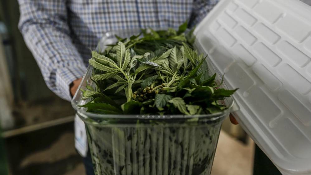 El material vegetal es el resultado de las primeras siembras que le fueron autorizadas a la empresa. FOTO: SANTIAGO MESA.