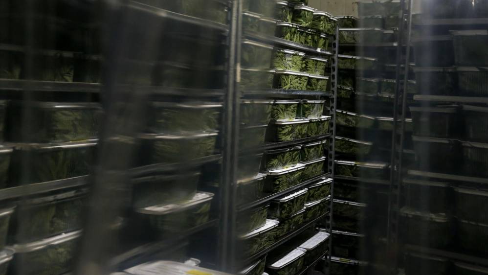 Cuartos de refrigeración de PharmaCielo donde reposan 40.000 esquejes (tallos para introducirlos en tierra para reproducir la planta). FOTO: SANTIAGO MESA.