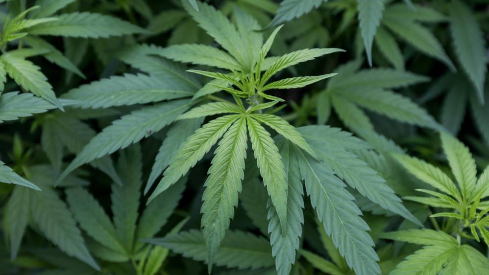 Con la ley 30 de 1986, se abrió la ventana para el aprovechamiento del cannabis con fines medicinales. FOTO: SANTIAGO MESA.