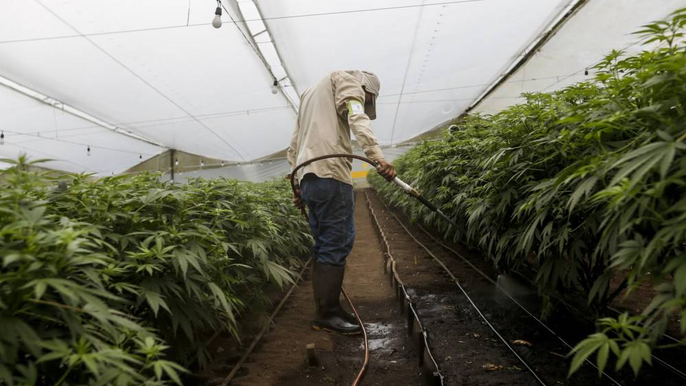 El clima de Colombia incentiva la propagación de invernaderos al aire libre, lo cual posibilita el cultivo de plantas que benefician al medio ambiente, pues absorben el CO2 de la atmósfera y generan grandes cantidades de oxígeno. FOTO: SANTIAGO MESA