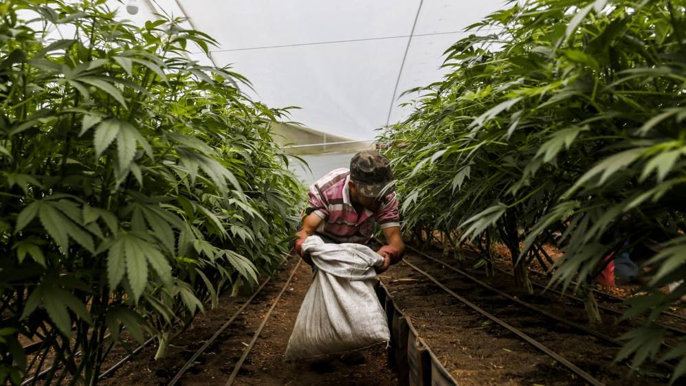 Un empleado de PharmaCielo limpia el cultivo. FOTO: SANTIAGO MESA.