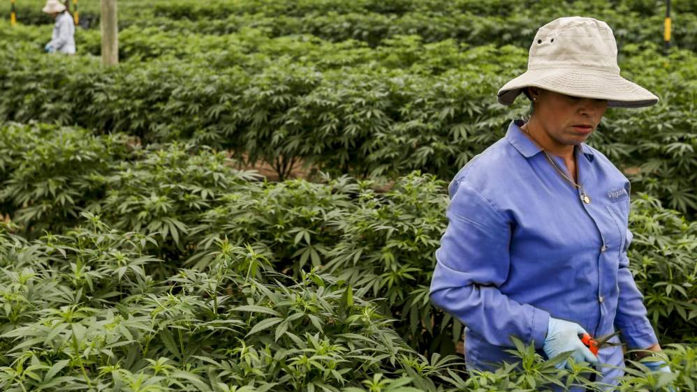 PharmaCielo está iniciando el cultivo y el procesamiento de grandes volúmenes de flores de cannabis natural, para obtener extractos de aceites medicinales. FOTO: SANTIAGO MESA.