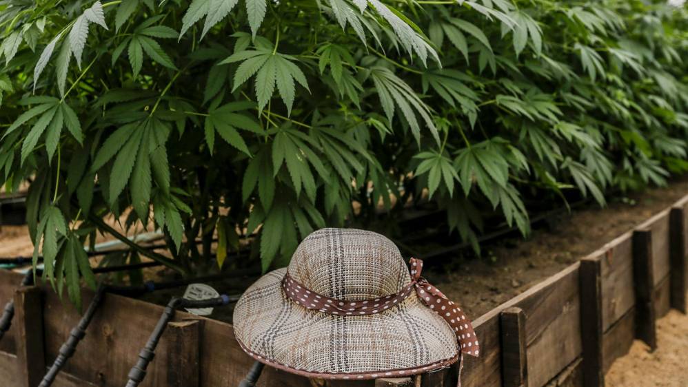 Parte de las tareas de la naciente agroindustria del cannabis medicinal, para evitar que sea vista como una nueva fachada del narcotráfico, es generar confianza. FOTO: SANTIAGO MESA.