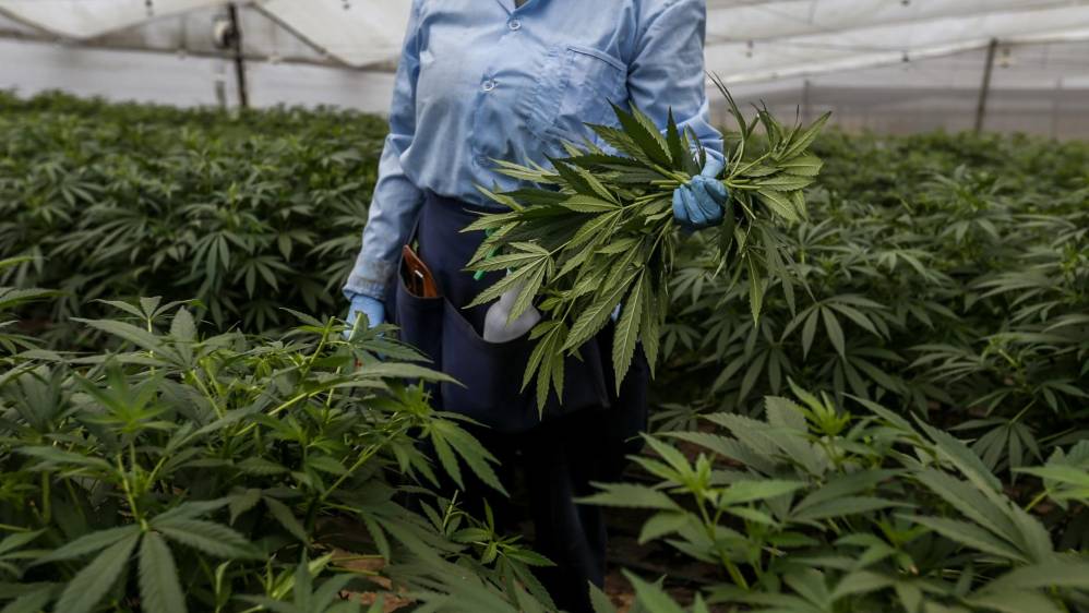 “Antes de conocer la planta tenía la idea de una mata fea y mala, pero cuando la conocí tuve una sensación distinta” Marisol Cardona, empleada de PharmaCielo. FOTO: SANTIAGO MESA