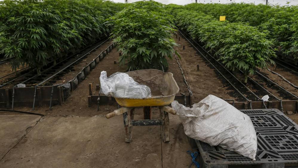Esta industria no comercializa la flor, ni nacional ni internacionalmente, tampoco elabora productos fumables ni productos para el mercado ilegal. FOTO: SANTIAGO MESA.