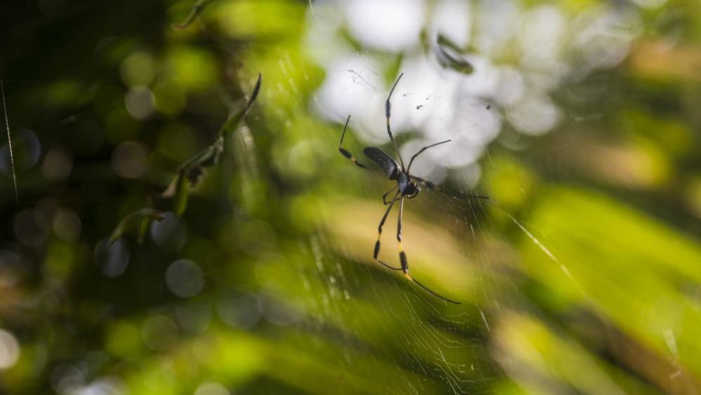 Los migrantes de Asia y África dicen temer mucho a los animales de la selva porque no los conocen, la mayoría expresa que las arañas por su picadura venenosa y los mosquitos por la transmisión de enfermedades como la malaria son su mayor miedo. Foto: Esteban Vanegas