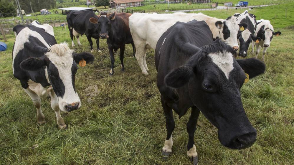 En los municipios de la ruta lechera se produce 2 millones 400.000 litros de leche al día. Foto: Edwin Bustamante