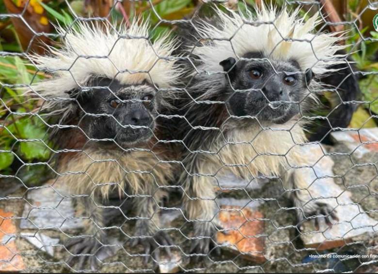 Dos monos titíes, se encuentran en peligro de extinción debido a la deforestación en Colombia. Foto: Cortesía Fiscalía