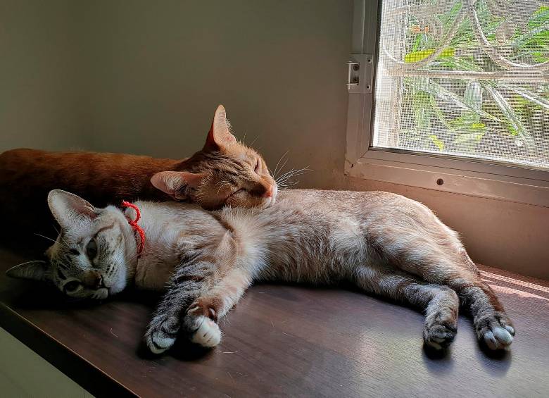 No espere que sus dos gatos se quieran, duerman juntos o manifiesten cualquier otro tipo de afecto entre sí. En ocasiones con que se toleren será suficiente. FOTOS SSTOCK