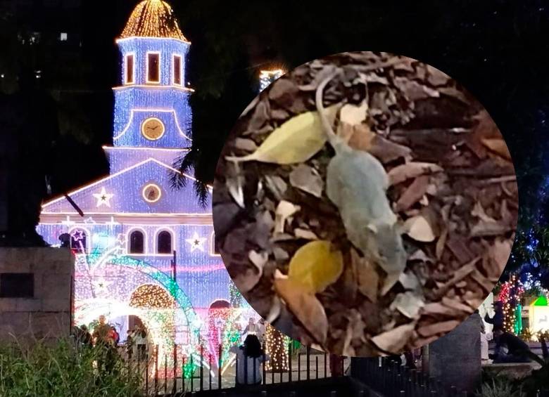 La secretaría de Medio Ambiente dispuso de un plan operativo de contingencia para atender la recolección de residuos en los puntos que serán más visitados en las fiestas navideñas. FOTOS: CORTESÍA 