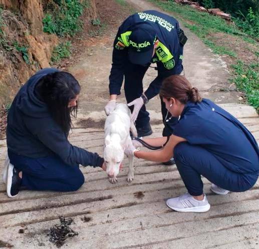 La perrita quedó en manos de la administración municipal, que le garantizará el bienestar que requiere. FOTO Cortesía