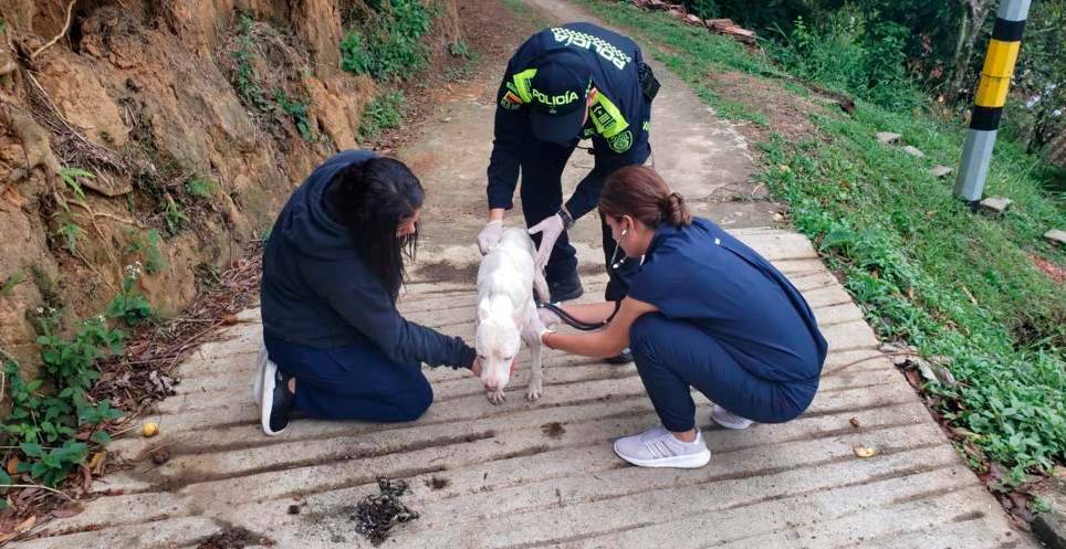 La perrita quedó en manos de la administración municipal, que le garantizará el bienestar que requiere. FOTO Cortesía