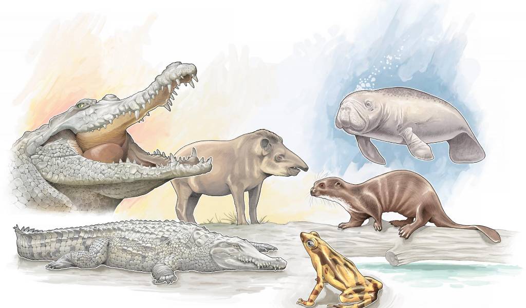 Uno de los principales retos que se tiene frente a la conservación en Colombia, tiene que ver con la educación ambiental. Ilustración Ricardo Ramírez