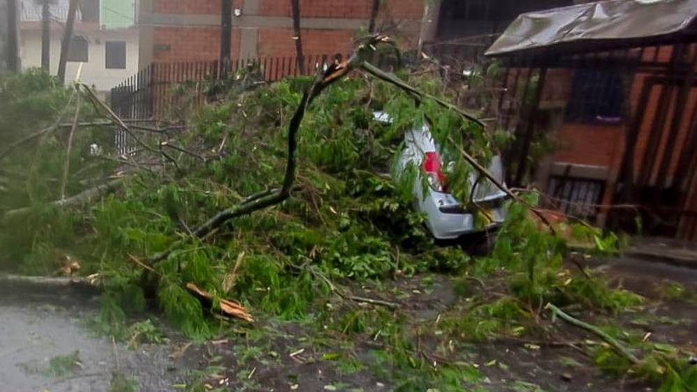 En el barrio Campo Valdés un árbol se cayó sobre dos vehículos. Foto: Julio Herrera