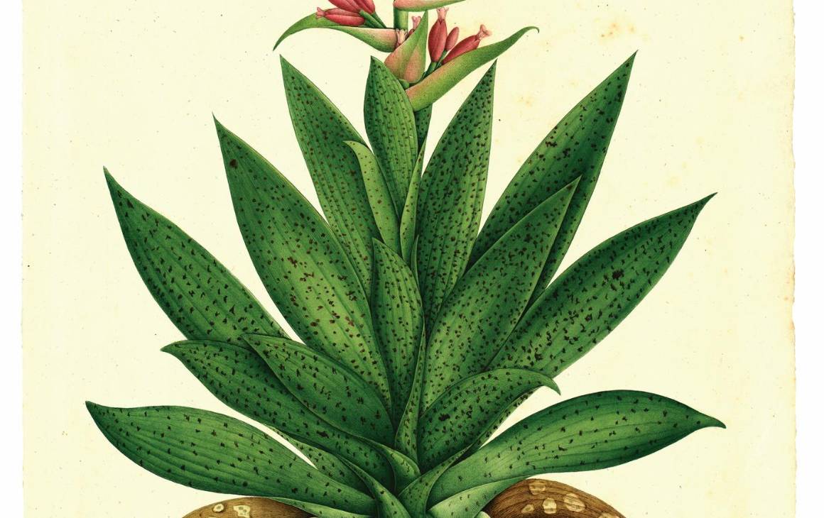 Tillandsia biflora